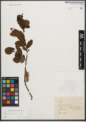 Foto von Salix silesiaca Willd.
